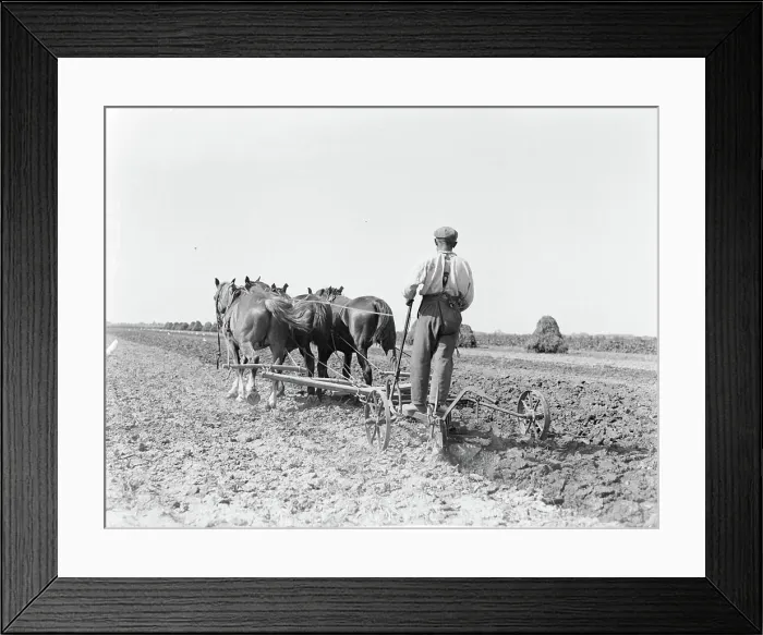 Framed Print : Poll photo collection. Report Noord-Holland. Three horses for a team in the Purmer. 1933. Noord-Holland, Purmer
