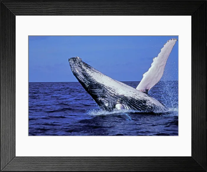 Framed Print : Caribbean, Dominican Republic. Humpback Whale breaching Framed Print : Caribbean, Dominican Republic. Humpback Whale breaching