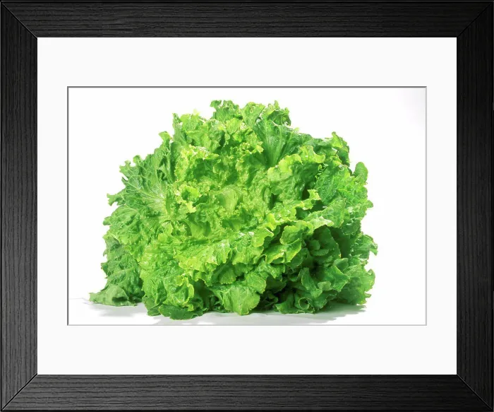 Framed Print : Salad Scarole Framed Print : Salad Scarole