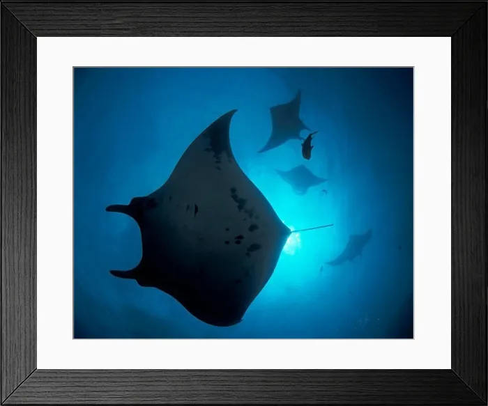 Framed Print : Giant Manta Rays Framed Print : Giant Manta Rays