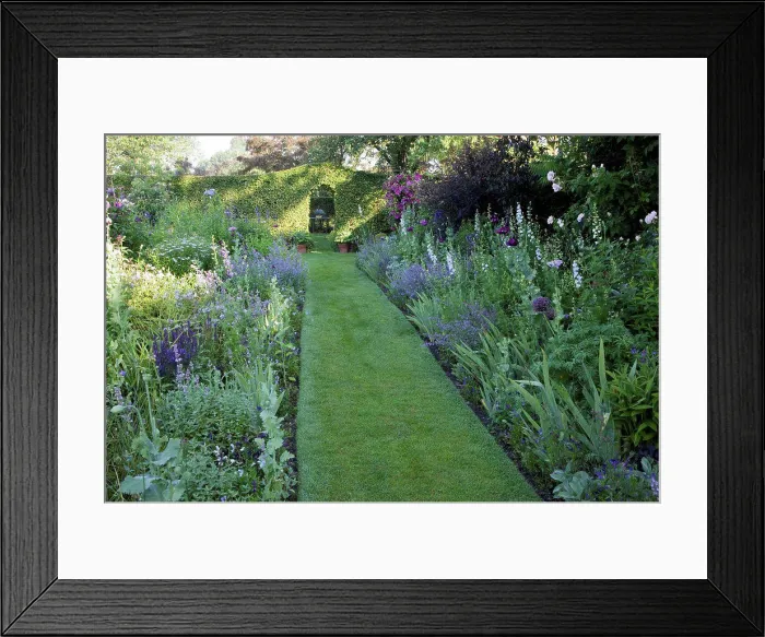 Framed Print : Turf garden path and mixed-borders in a garden Framed Print : Turf garden path and mixed-borders in a garden