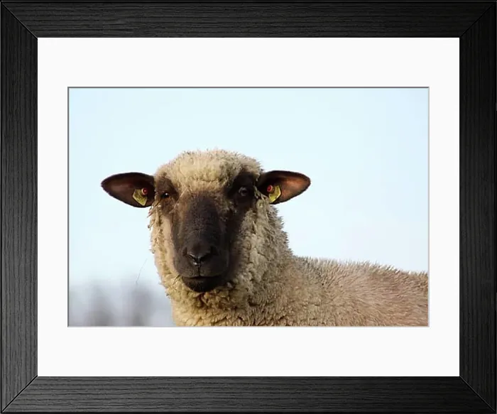 Framed Print : Black-headed meat sheep