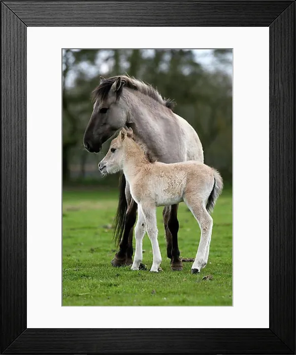 Framed Print : Duelmen pony, mother and foal, Dulmen, North Rhine-Westphalia, Germany, Europe Framed Print : Duelmen pony, mother and foal, Dulmen, North Rhine-Westphalia, Germany, Europe