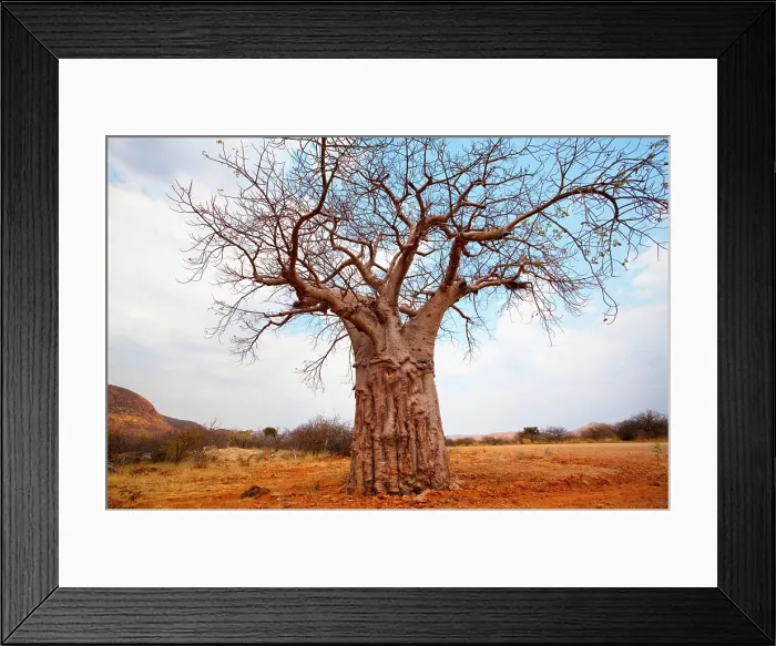 Framed Print : Baobab baobab tree in Namibia, Africa Copyright: xZoonar.com / GalynaxAndrushkox 16798012 Framed Print : Baobab baobab tree in Namibia, Africa Copyright: xZoonar.com / GalynaxAndrushkox 16798012