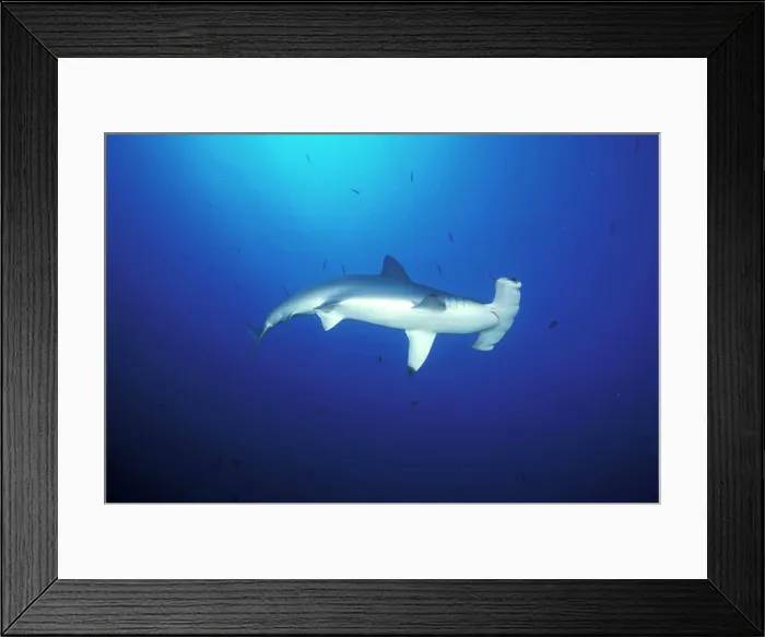 Framed Print : Costa Rica, Cocos Island. Scalloped Hammerhead Shark (Sphyrna lewini) Framed Print : Costa Rica, Cocos Island. Scalloped Hammerhead Shark (Sphyrna lewini)