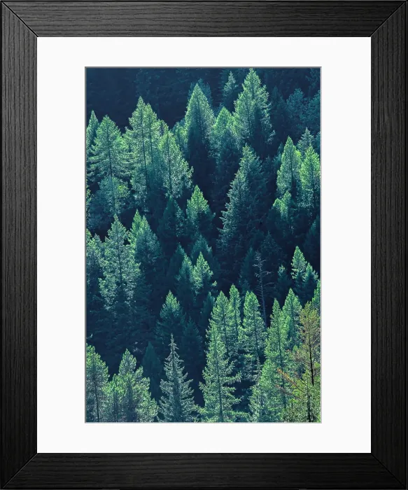 Framed Print : Canada, British Columbia. Coniferous forest on hillside of Monashee Mountains Framed Print : Canada, British Columbia. Coniferous forest on hillside of Monashee Mountains