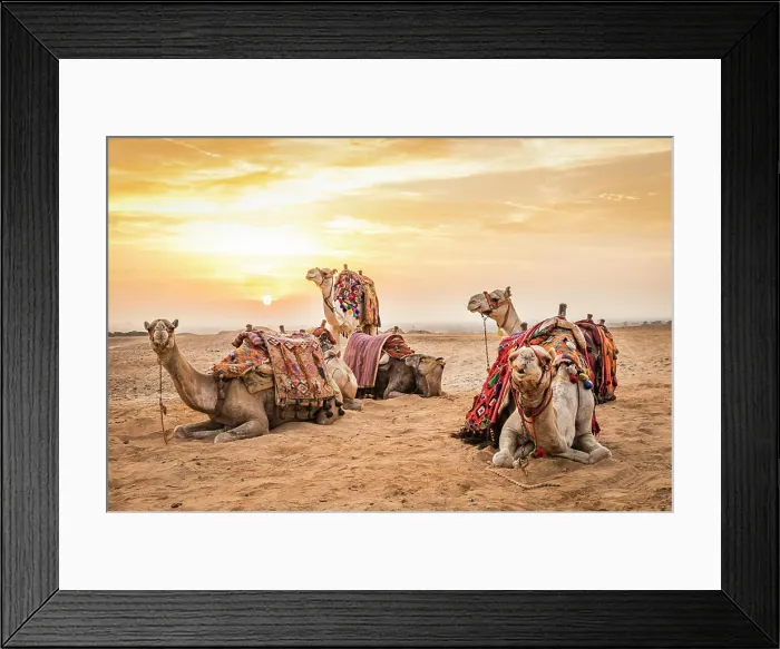 Framed Print : Africa, Egypt, Cairo. Giza plateau. Camels at the Great Pyramids of Giza Framed Print : Africa, Egypt, Cairo. Giza plateau. Camels at the Great Pyramids of Giza