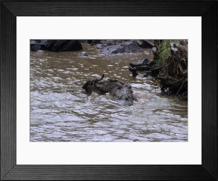 Framed Print : Crocodile catching a Wildebeest crossing Mara river Kenya Framed Print : Crocodile catching a Wildebeest crossing Mara river Kenya