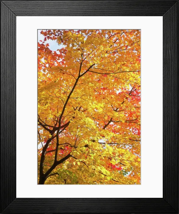 Framed Print : Maple leaves on a tree, Adashino-Nenbutsu-ji Temple, Arashiyama, Kyoto Prefecture, Kinki Region, Honshu, Japan Framed Print : Maple leaves on a tree, Adashino-Nenbutsu-ji Temple, Arashiyama, Kyoto Prefecture, Kinki Region, Honshu, Japan