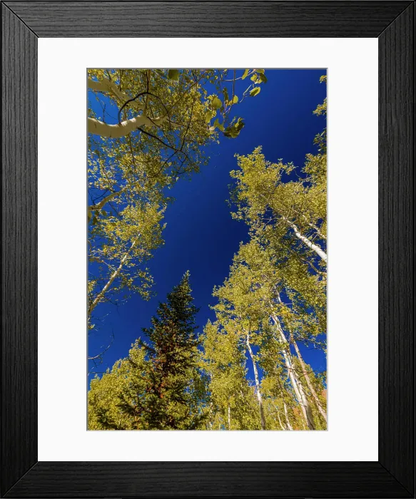 Framed Print : With Fall coming, an aspen grove slowly goes from green to yellow leaves Framed Print : With Fall coming, an aspen grove slowly goes from green to yellow leaves