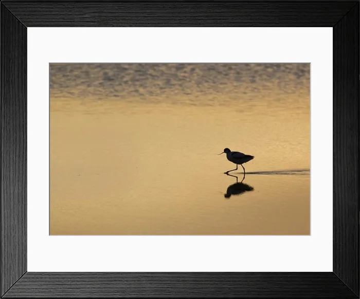 Framed Print : Eurasian Avocet (Recurvirostra avocetta) adult Framed Print : Eurasian Avocet (Recurvirostra avocetta) adult
