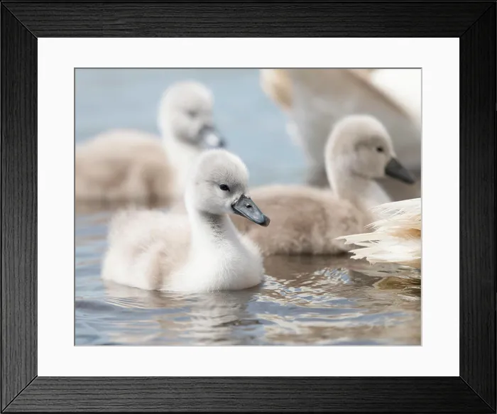 Framed Print : Cygnet swimming on the water behind their parents Cygnet swimming on the water behind their parents Copyright: xZoonar Framed Print : Cygnet swimming on the water behind their parents Cygnet swimming on the water behind their parents Copyright: xZoonar