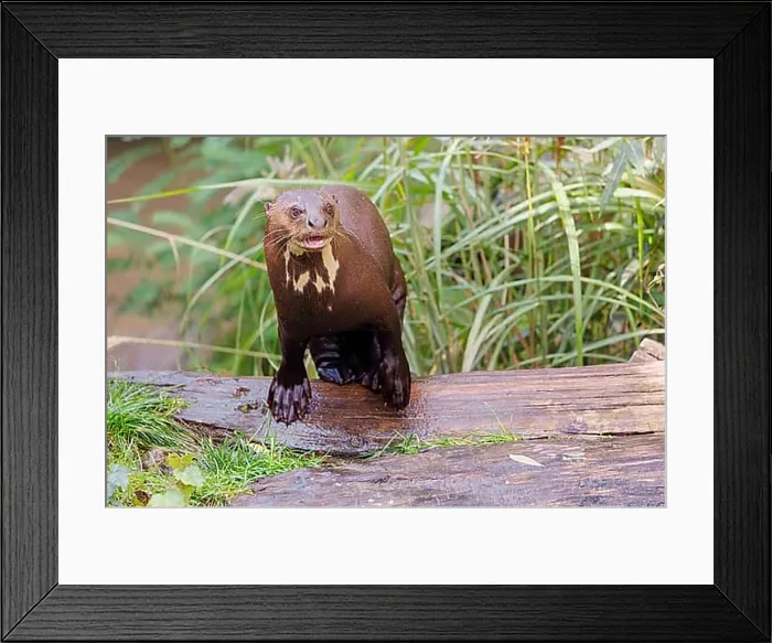 Framed Print : A giant otter or giant river otter (Pteronura brasiliensis)