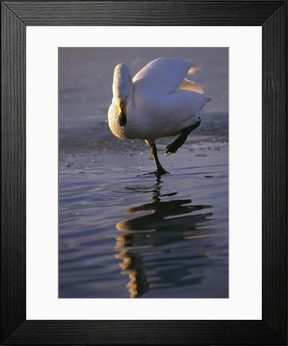 Framed Print : A whooper swan, Japan Framed Print : A whooper swan, Japan