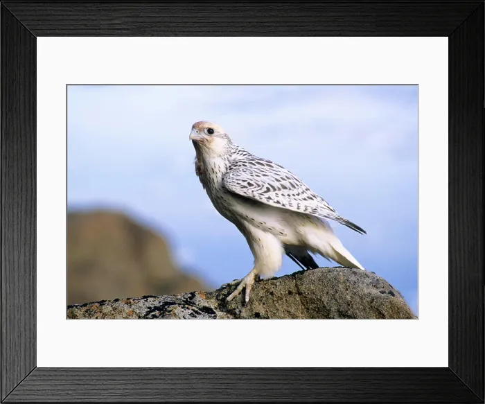 Framed Print : Juvenile gyrfalcon Falco rusticolus, Ellesmere Island, Nunavaut, Arctic Canada