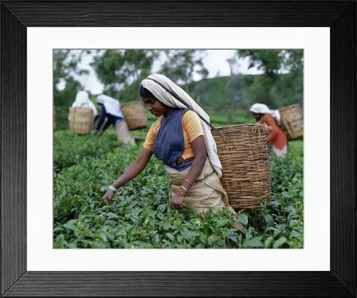 Framed Print : Group of women picking tea leaves in a field, Nuwara Eliya, Sri Lanka Framed Print : Group of women picking tea leaves in a field, Nuwara Eliya, Sri Lanka