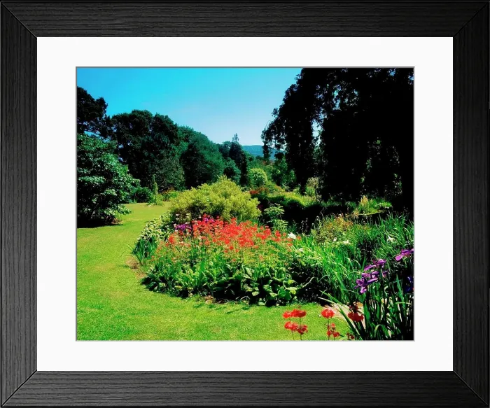 Framed Print : Glenleigh Gardens, Co Tipperary, Ireland, Candelabra Primula