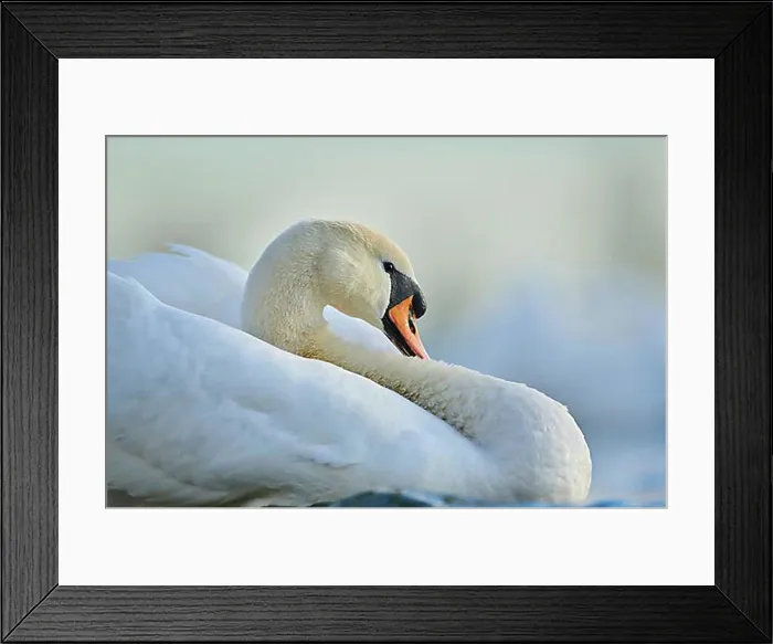 Framed Print : Mute swan (Cygnus olor), portrait, Donau river, Upper Palatinate, Bavaria, Germany, Europe