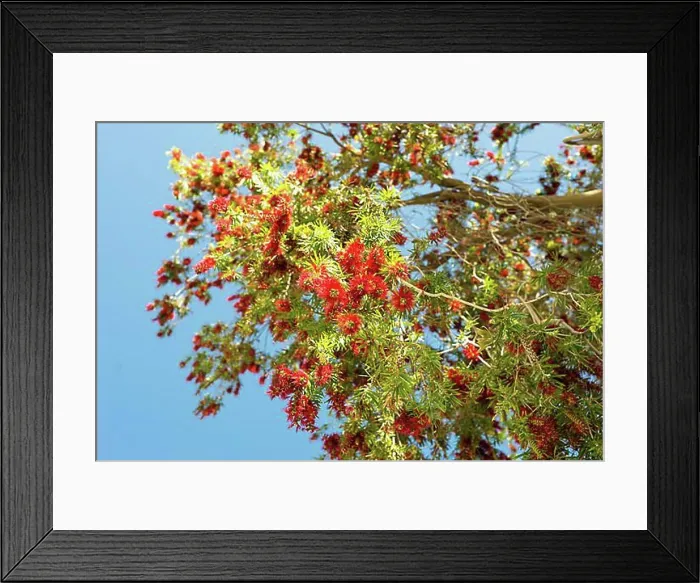 Framed Print : Low-angle shot from beautiful red flowering at the tree in Springtime on Crete Framed Print : Low-angle shot from beautiful red flowering at the tree in Springtime on Crete