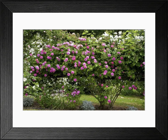 Framed Print : Roses Seven Sister Rose and City of York in May France Framed Print : Roses Seven Sister Rose and City of York in May France