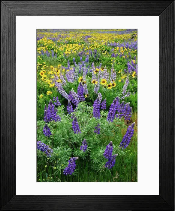 Framed Print : Lupine and Balsamroot, Dalles Mountain Road, Columbia River Gorge National Scenic Area, Washington Framed Print : Lupine and Balsamroot, Dalles Mountain Road, Columbia River Gorge National Scenic Area, Washington