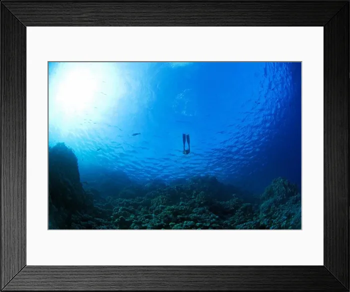 Framed Print : A diver in blue water, Egypt Framed Print : A diver in blue water, Egypt
