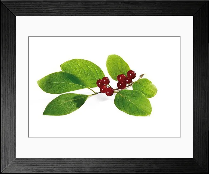 Framed Print : Fly honeysuckle, Dwarf Honeysuckle or Fly Woodbine (Lonicera xylosteum) Framed Print : Fly honeysuckle, Dwarf Honeysuckle or Fly Woodbine (Lonicera xylosteum)