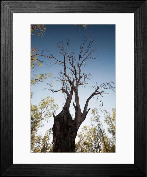 Framed Print : Red Gum trees are iconic Australian trees that grow along the banks of the Murray River