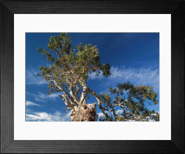 Framed Print : Australia, Barossa Valley, Springton Framed Print : Australia, Barossa Valley, Springton