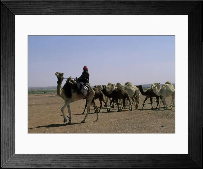 Framed Print : Saudi Arabia, Near Riyadh, Bedouin Herding Camels Framed Print : Saudi Arabia, Near Riyadh, Bedouin Herding Camels