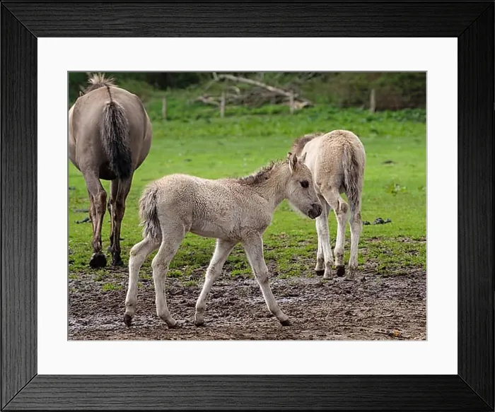 Framed Print : A foal walks in a pasture while another horse stands with its back to the camera, merfeld, münsterland, germany Framed Print : A foal walks in a pasture while another horse stands with its back to the camera, merfeld, münsterland, germany