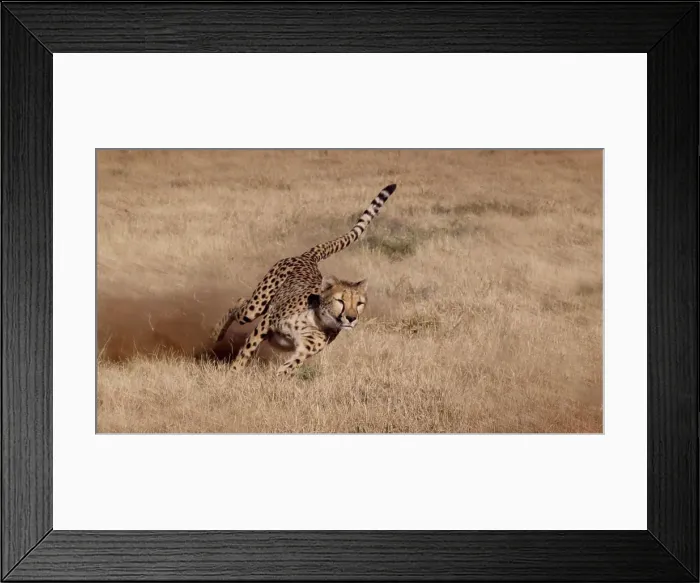 Framed Print : Namibia. Cheetah running at the Cheetah Conservation Foundation Framed Print : Namibia. Cheetah running at the Cheetah Conservation Foundation