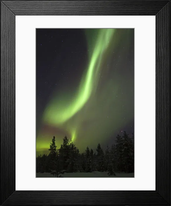 Framed Print : Aurora Borealis, over snow covered coniferous forest at night, Finland, february Framed Print : Aurora Borealis, over snow covered coniferous forest at night, Finland, february
