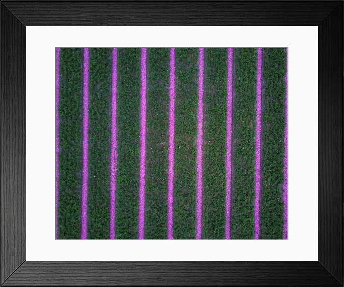 Framed Print : Aerial of tulip field in Vogelenzang, North Holland, The Netherlands Framed Print : Aerial of tulip field in Vogelenzang, North Holland, The Netherlands