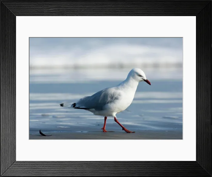 Framed Print : New Zealand, South Island, Karamea. Red-billed Gull (Larus scopulinus) Framed Print : New Zealand, South Island, Karamea. Red-billed Gull (Larus scopulinus)