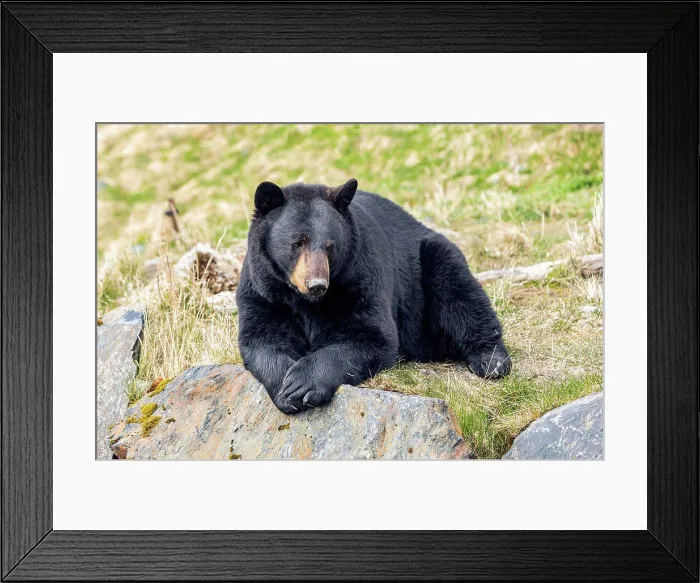 Framed Print : A male Black bear (Ursus americanus) rests on a hillside Framed Print : A male Black bear (Ursus americanus) rests on a hillside