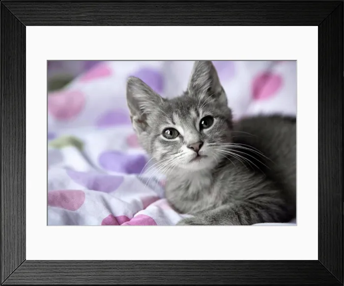 Framed Print : Kitten resting on a blanket Framed Print : Kitten resting on a blanket