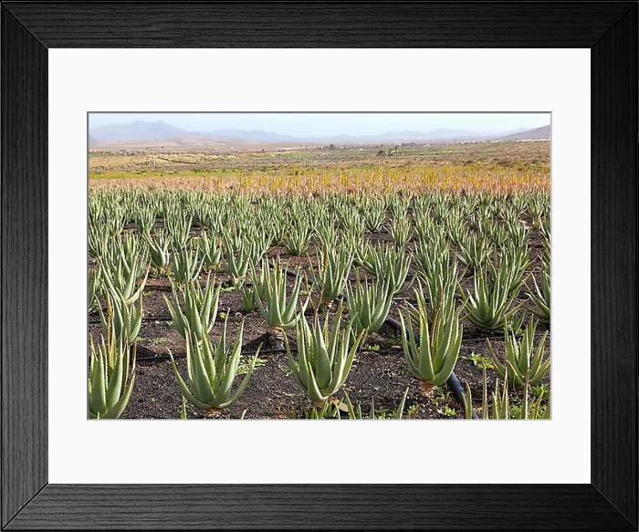 Framed Print : Aloe Vera Cultivation on Fuerteventura Framed Print : Aloe Vera Cultivation on Fuerteventura