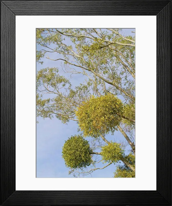 Framed Print : Gui balls on a tree Lorraine France Framed Print : Gui balls on a tree Lorraine France