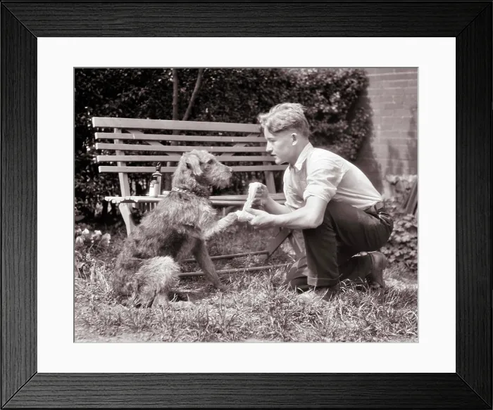 Framed Print : 1920s CONCERNED WORRIED PRETEEN BOY ADMINISTERING FIRST AID TO INJURED ROUGH FUR MUTT DOG WRAPPING FRONT PAW IN COTTON Framed Print : 1920s CONCERNED WORRIED PRETEEN BOY ADMINISTERING FIRST AID TO INJURED ROUGH FUR MUTT DOG WRAPPING FRONT PAW IN COTTON