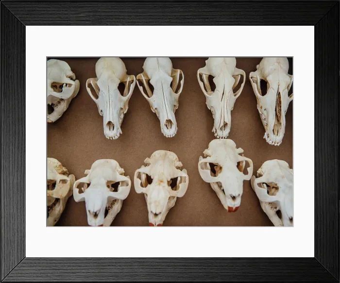 Framed Print : assorted animal skulls for sale at a flea market Framed Print : assorted animal skulls for sale at a flea market
