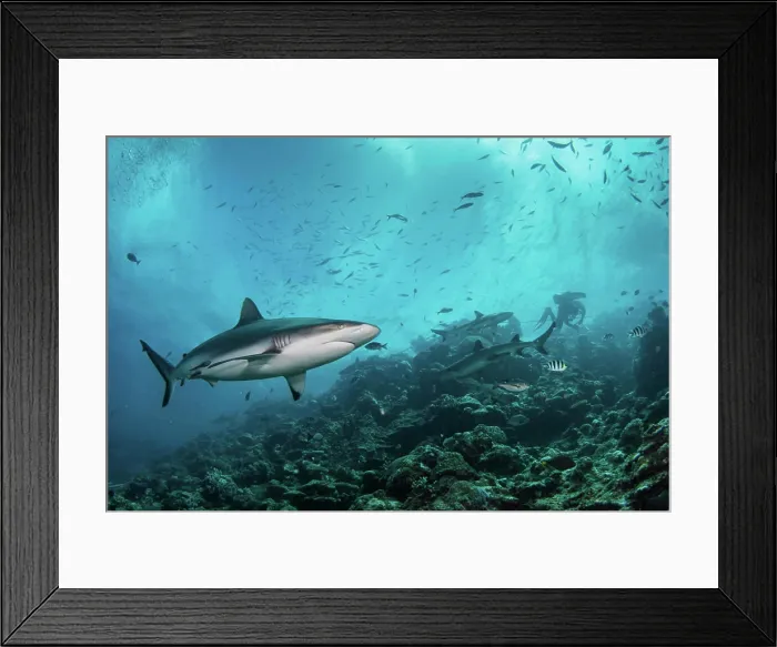 Framed Print : A gray reef shark patrols the reef, Kadavu Island, Fiji