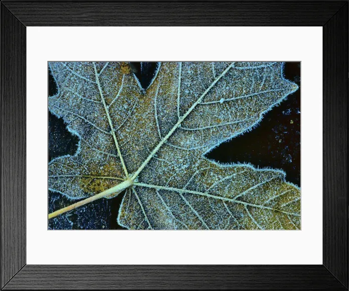 Framed Print : Close-up of a fallen maple leaf, Vancouver Island, British Columbia, Canada Framed Print : Close-up of a fallen maple leaf, Vancouver Island, British Columbia, Canada