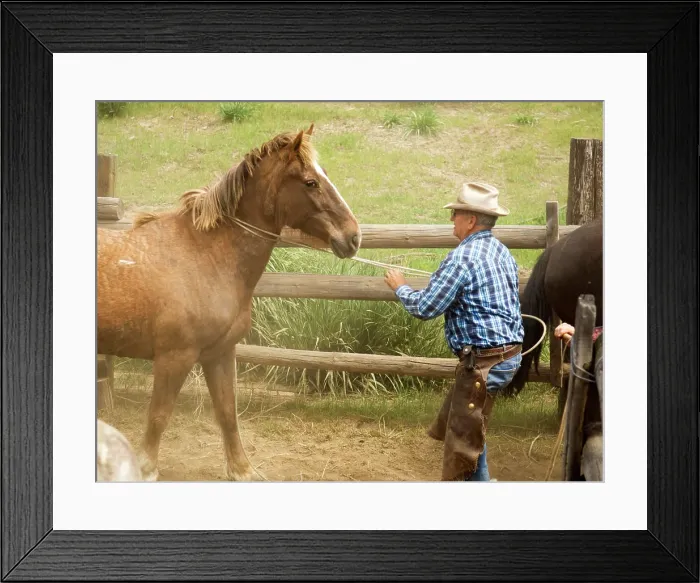 Framed Print : USA, Washington, Malaga, Unmounted cowboy foreman working lassoed horse in corral Framed Print : USA, Washington, Malaga, Unmounted cowboy foreman working lassoed horse in corral