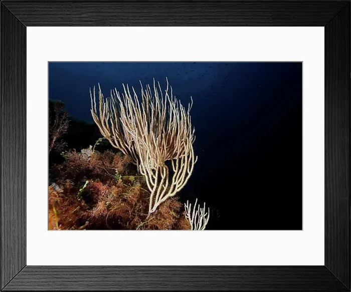 Framed Print : White gorgonian (Eunicella singularis) in the Mediterranean Sea near Hyeres
