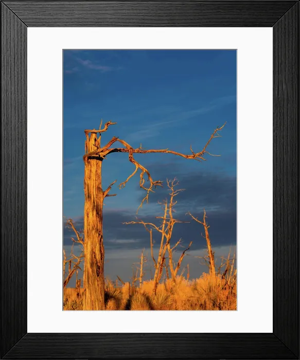 Framed Print : Burnt and charred trees and plants in the evening light on the Mesa Verde National Park, Colorado Framed Print : Burnt and charred trees and plants in the evening light on the Mesa Verde National Park, Colorado