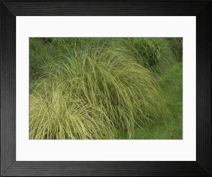 Framed Print : Uruguayan pampas grass Gold Band in a garden France Framed Print : Uruguayan pampas grass Gold Band in a garden France