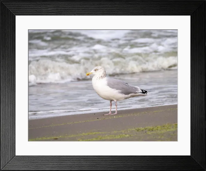 Framed Print : Heringsmöwe, Larus argentatus, Altvogel im Wintergefieder an der Brandung des Strandes von Scheveningen