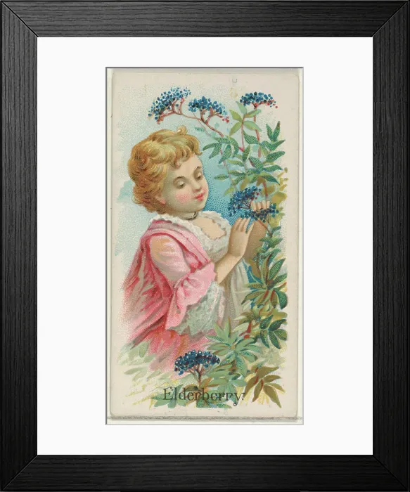 Framed Print : Elderberry, from the Fruits series (N12)