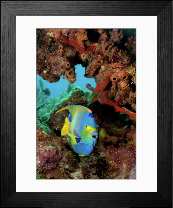 Framed Print : Vibrant angelfish exploring the coral reef Framed Print : Vibrant angelfish exploring the coral reef